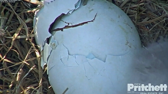 Strange Creature Caught On Eagle Cam Is It Bigfoot Paranormal