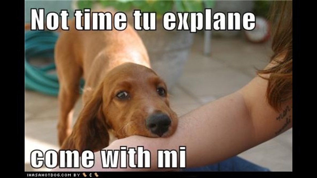 Funny Dog Photos, Even Funnier Captions WFTV