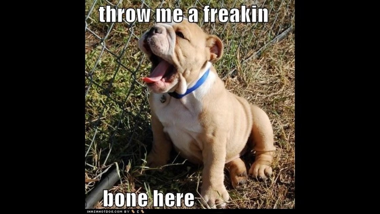 Funny Dog Photos, Even Funnier Captions WFTV