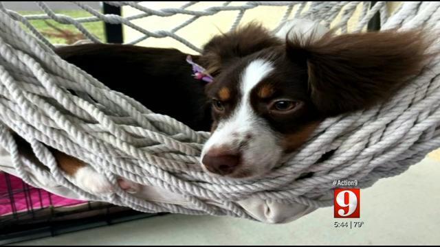 action 9 investigates florida pet lemon law wftv florida lemon law