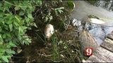 Dying fish in Longwood lake have residents worried about the cause