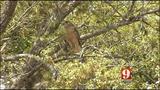 Hawks attack library visitors in Port Orange