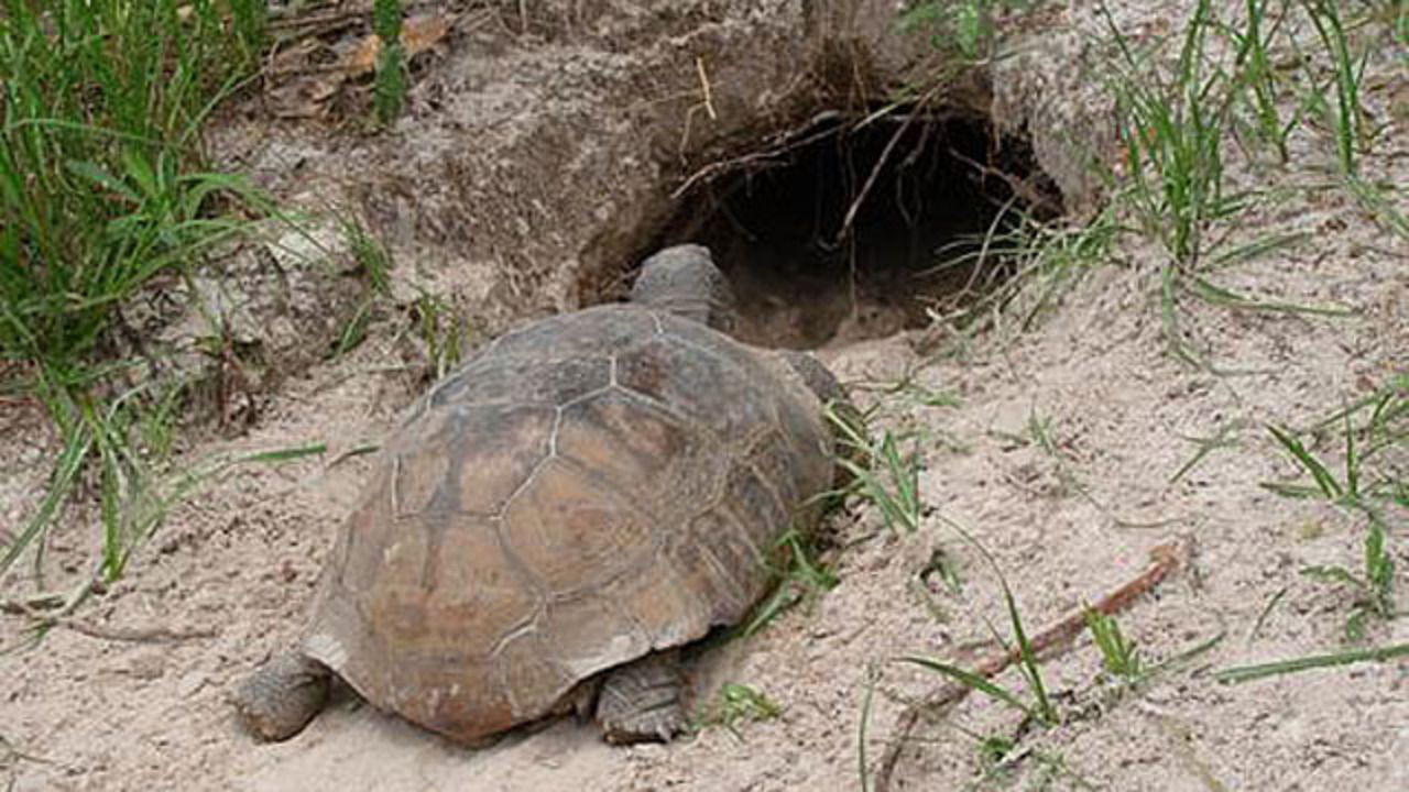Photos Florida's first Gopher Tortoise Day WFTV