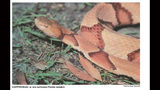 Photos: Florida's venomous snakes
