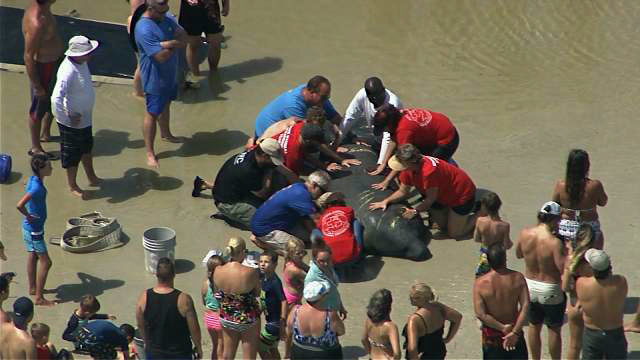 New Smyrna Beach Beached Manatee Rescue Dunes Wftv 2018 Media Group