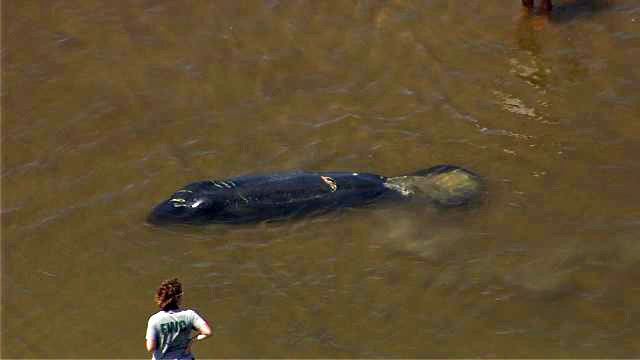 New Smyrna Beach Beached Manatee Rescue Dunes Wftv 2018 Media Group