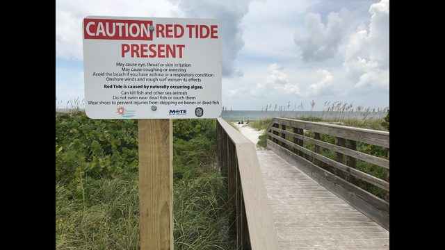 Red Tide Update Both Coasts Affected By Karenia Brevis It Could 6 2018 Photo A Dead Snook Is Shown Along The Water S Edge In Bradenton Beach Fla From Naples Southwest Florida About 135 Miles North