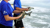 Video: SeaWorld releases rescued sea turtles into ocean at Pineta Beach