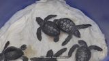 VIDEO: Volunteers scour Cocoa Beach for displaced sea turtles, eggs&hellip;